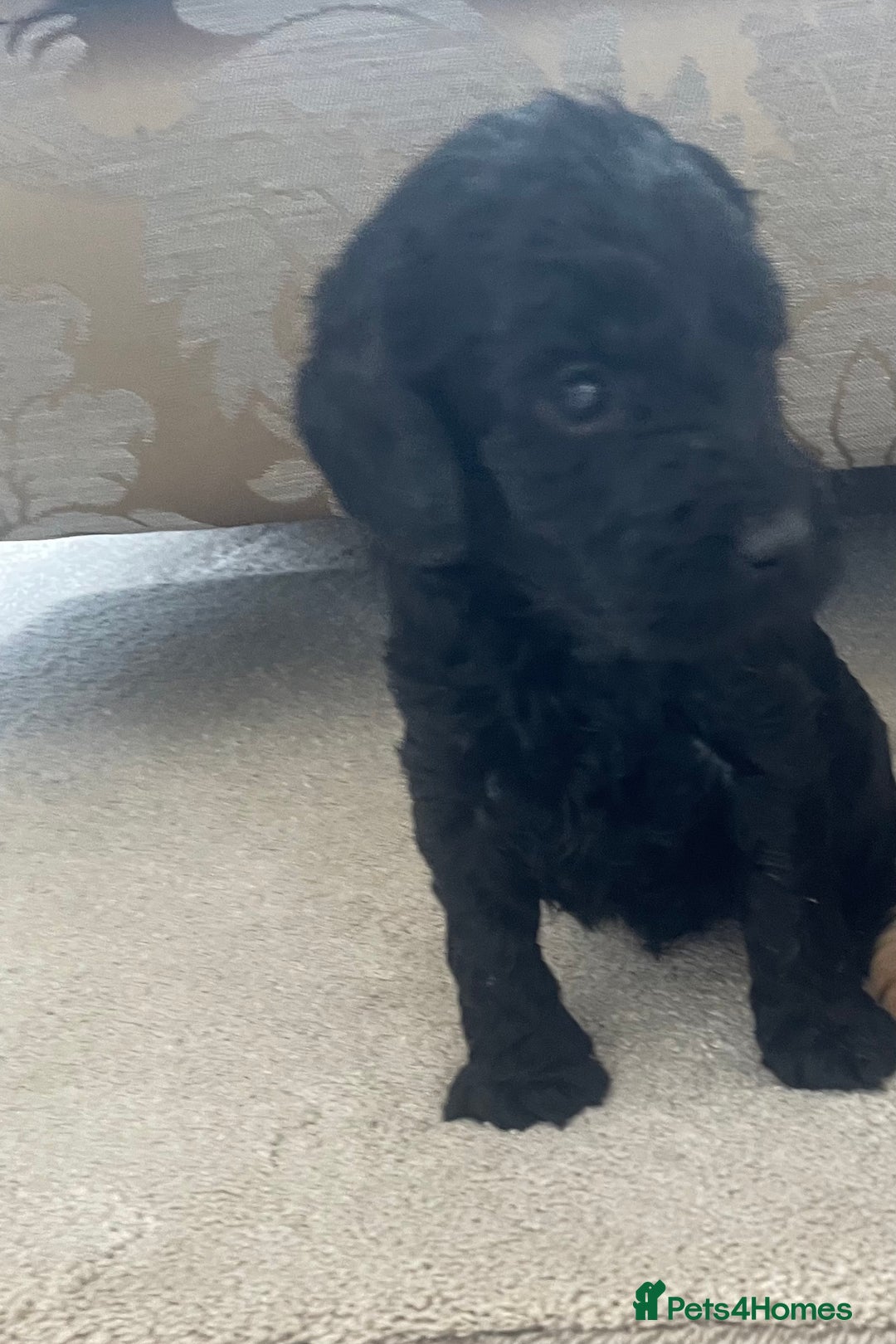 Cockapoo dogs for sale: F1 cockapoo puppies - Image 18
