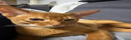 Abyssinian cats for sale: Stunning Abyssinian champion line kittens-last boy - Advert 12