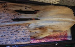 German Shepherd dogs for sale: German Shepherd Pups - Image 1