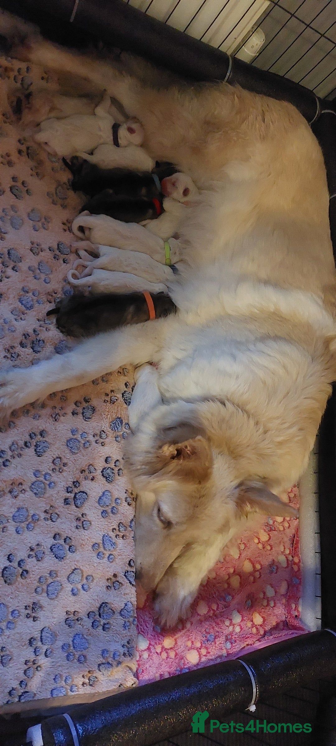 German Shepherd dogs for sale: German Shepherd Pups - Image 1