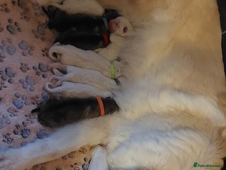 German Shepherd dogs - Advert 10