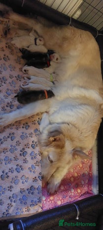 German Shepherd dogs - Advert 1