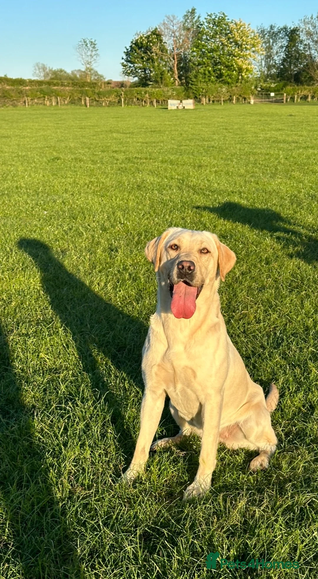 Labrador Retriever dogs for sale: KC registered, Yellow Labrador Retriever Puppies in Warwick - Advert 12