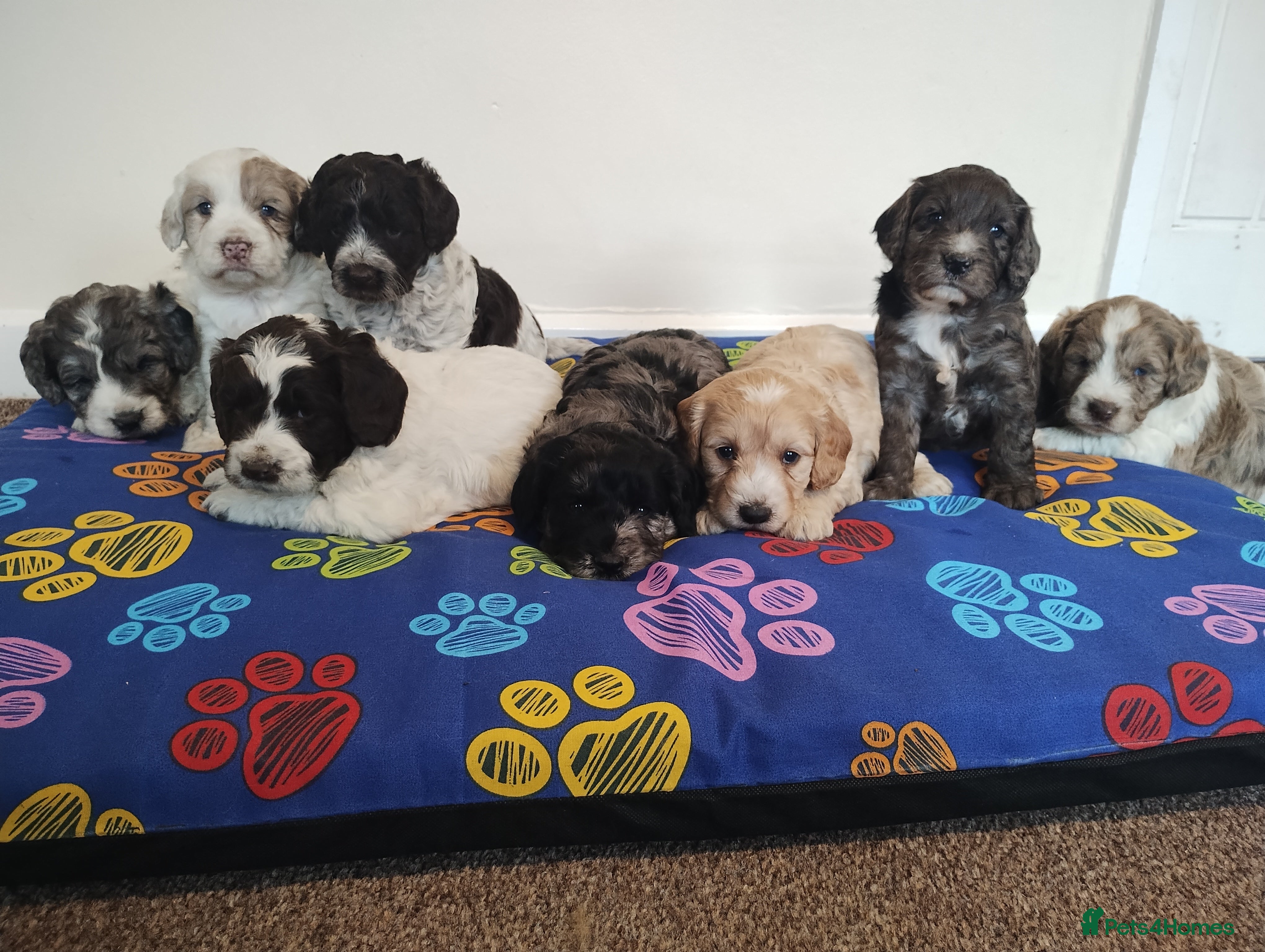 Cockapoo dogs for sale: Cockapoo Puppies F1! - Advert 1