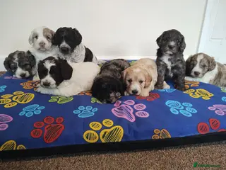 Cockapoo dogs Cockapoo Puppies F1! - Advert 11