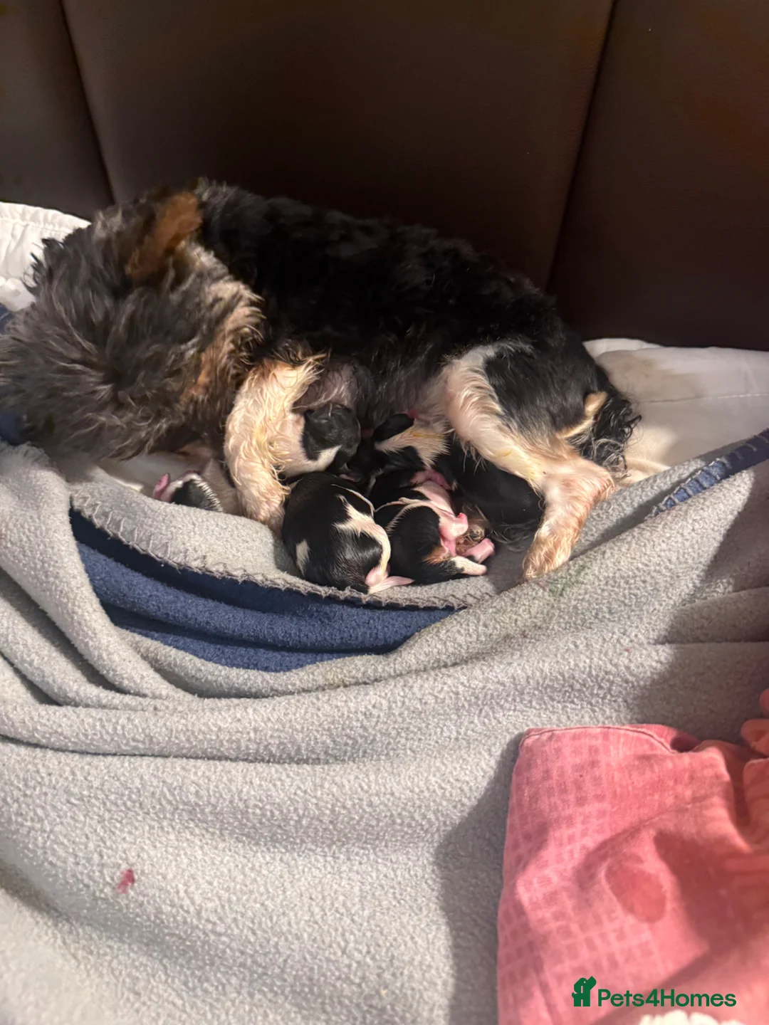 Biewer Terrier dogs for sale: 🐶 Beautiful Biewer Yorkshire Terrier Puppies🐶 - Advert 2