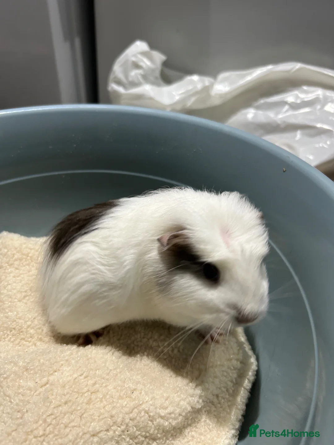 Guinea Pig rodents for sale: Guinea pigs free to good home  - Advert 1
