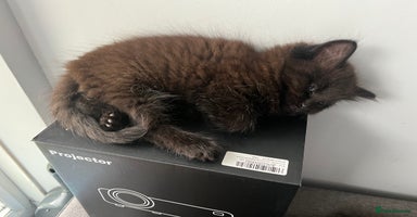 British Longhair cats - Advert 1
