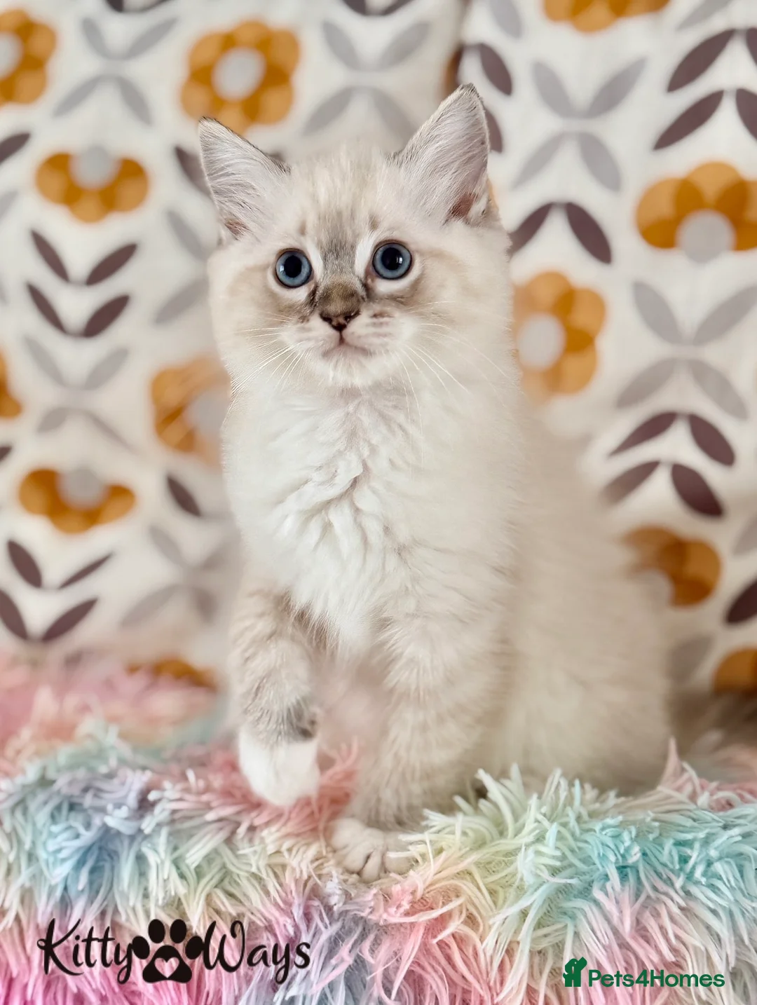 Ragdoll cats for sale: 🐾🩵*TICA REG* LYNX TABBY EU RAGDOLL KITTEN🩵🐾 - Advert 4