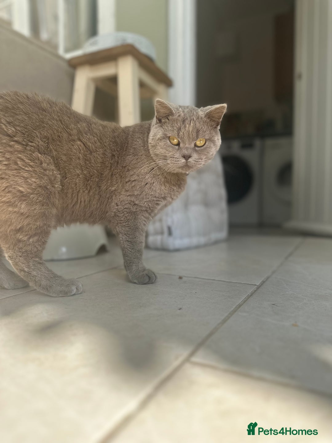 British Shorthair cats for sale: Beautiful lilac shorthair boy  - Image 8