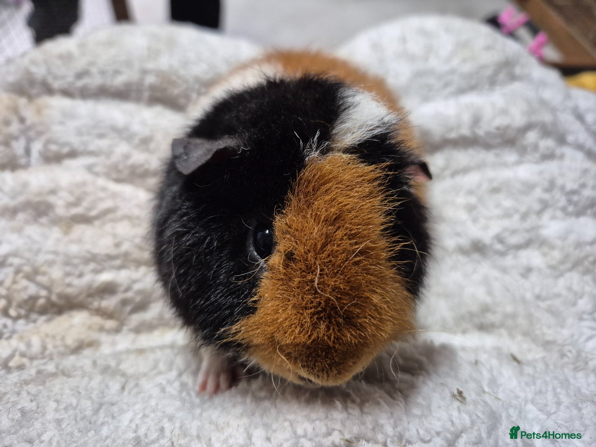 Guinea Pig rodents Pure breed Teddy - Advert 4