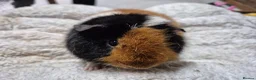 Guinea Pig rodents for sale: Pure breed Teddy - Advert 1