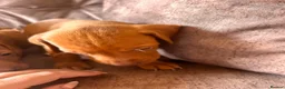 Hungarian Vizsla dogs for sale: Hungarian viszla puppies  - Advert 19