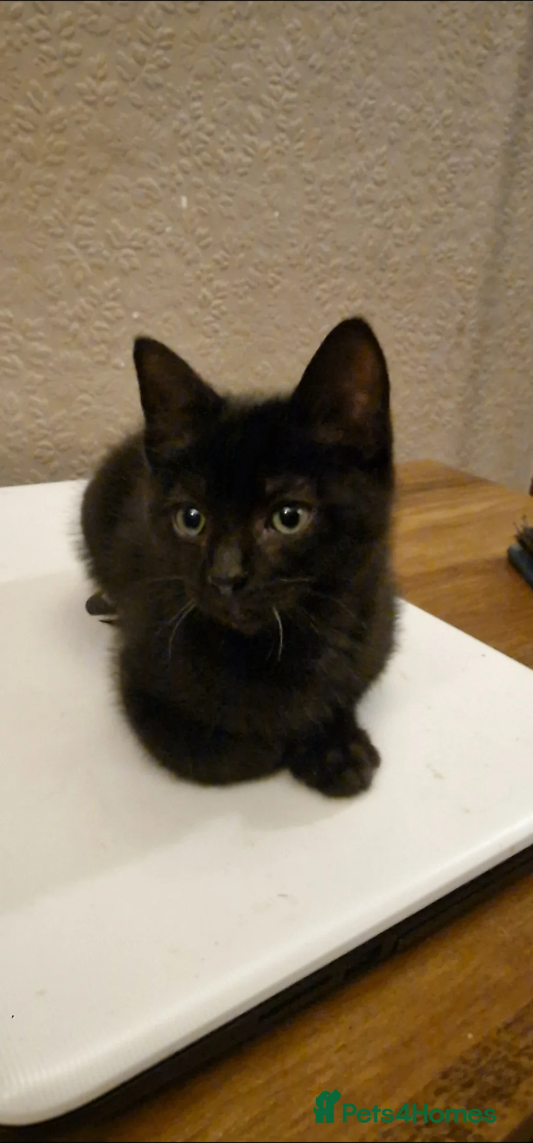 Mixed Breed cats for sale: Kittens - Advert 6