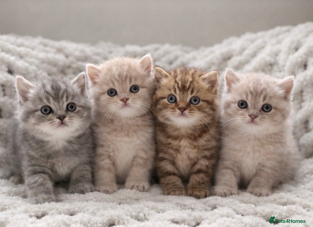 British Shorthair cats Pedigree tabby British shorthair lilac chocolate  - Advert 1