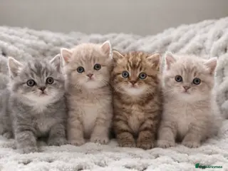 British Shorthair cats Pedigree tabby British shorthair lilac chocolate - Advert 1