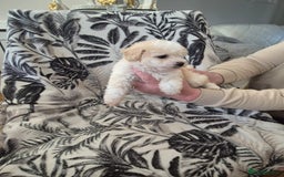 Maltipoo dogs for sale: Stunning multipoo puppy's  - Image 3