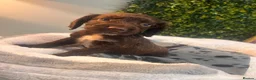 Sprocker dogs for sale: F1b (75% Cocker) Sprocker Puppies 5 * Breeder  - Advert 25
