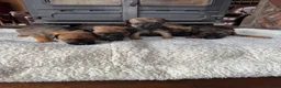 Border Terrier dogs for sale: KC registered border terrier pups  - Advert 8
