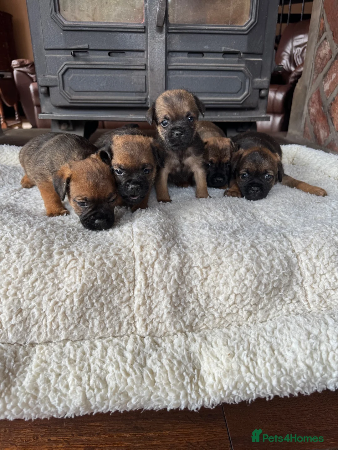 Border Terrier dogs for sale: KC registered border terrier pups  - Advert 8