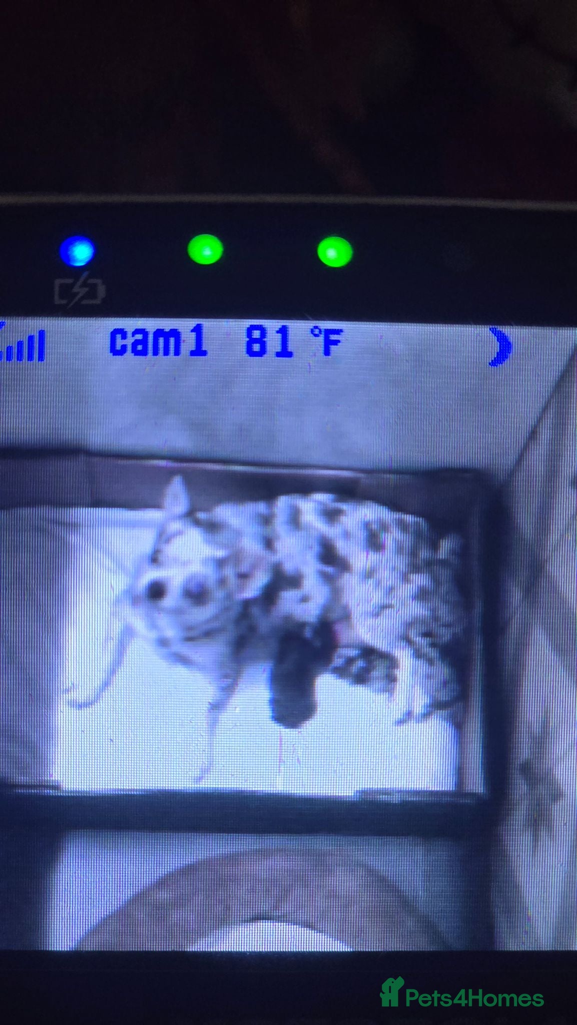 Chihuahua dogs Chihuahua puppies with blue and green eyes 2 m & 2 - Advert 19