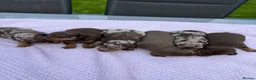 Miniature Dachshund dogs for sale: Kennel club Mini Dachshunds  - Advert 7