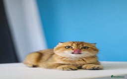 Scottish Fold cats for sale: Scottish Straight Golden Shaded Rare Affectionate - Image 25