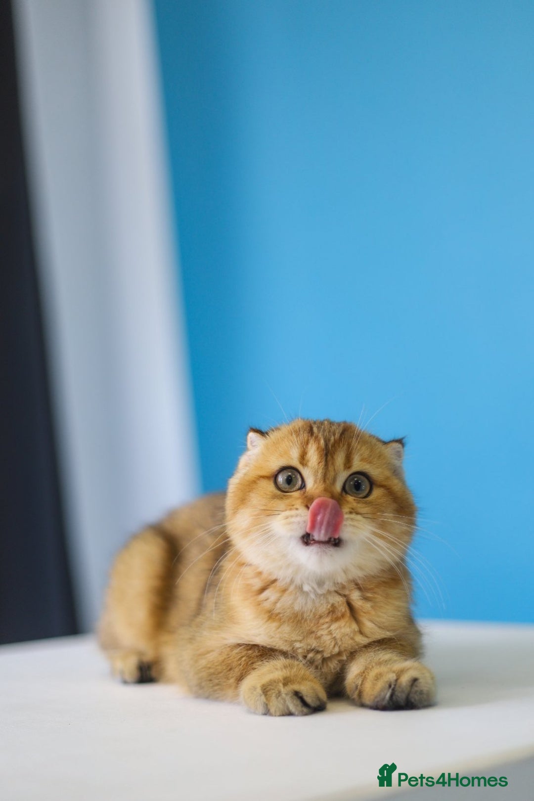 Scottish Fold cats for sale: Scottish Straight Golden Shaded Rare Affectionate - Image 25