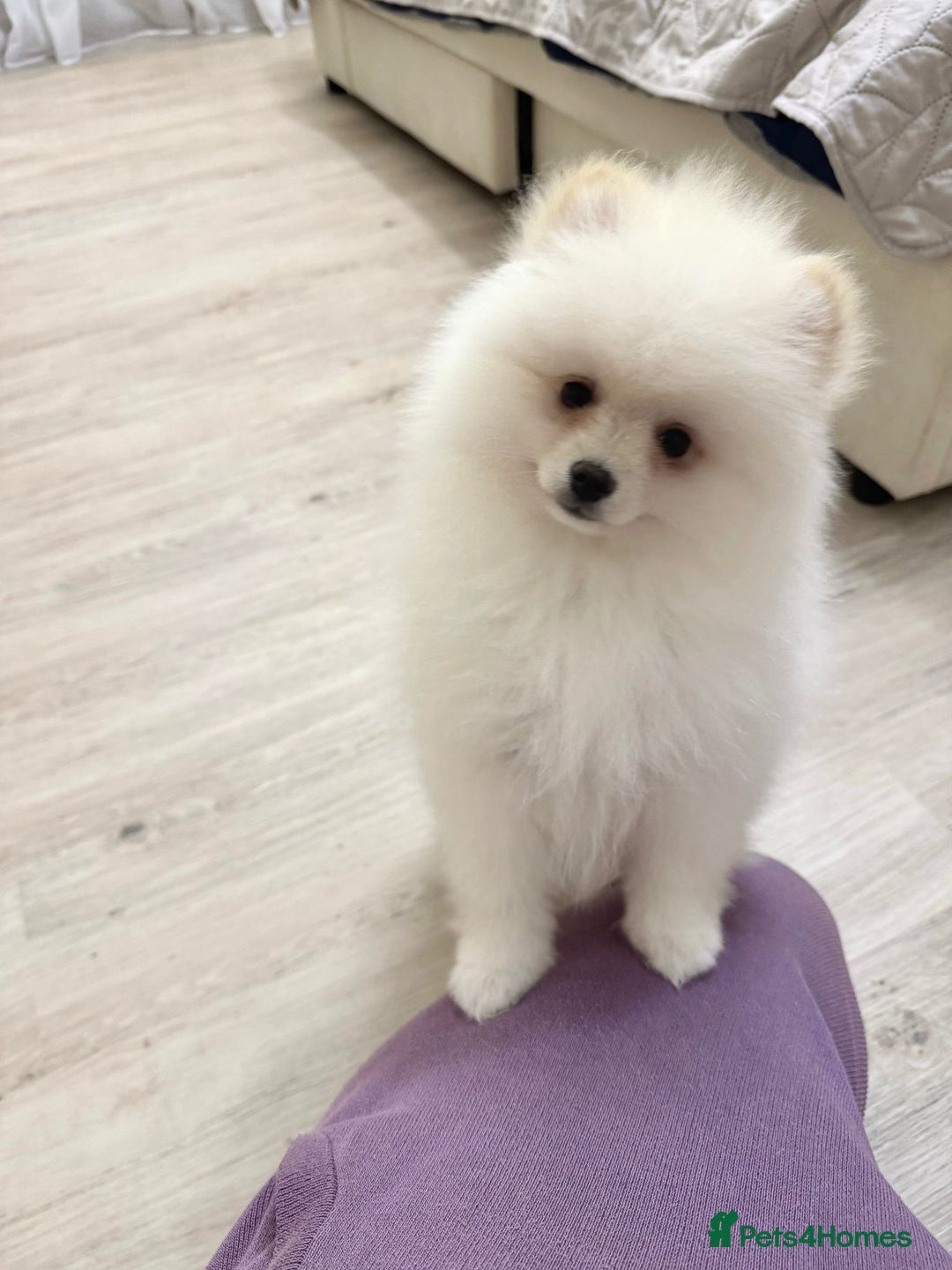 Pomeranian dogs for sale: Pomeranian boy for sale  - Image 2