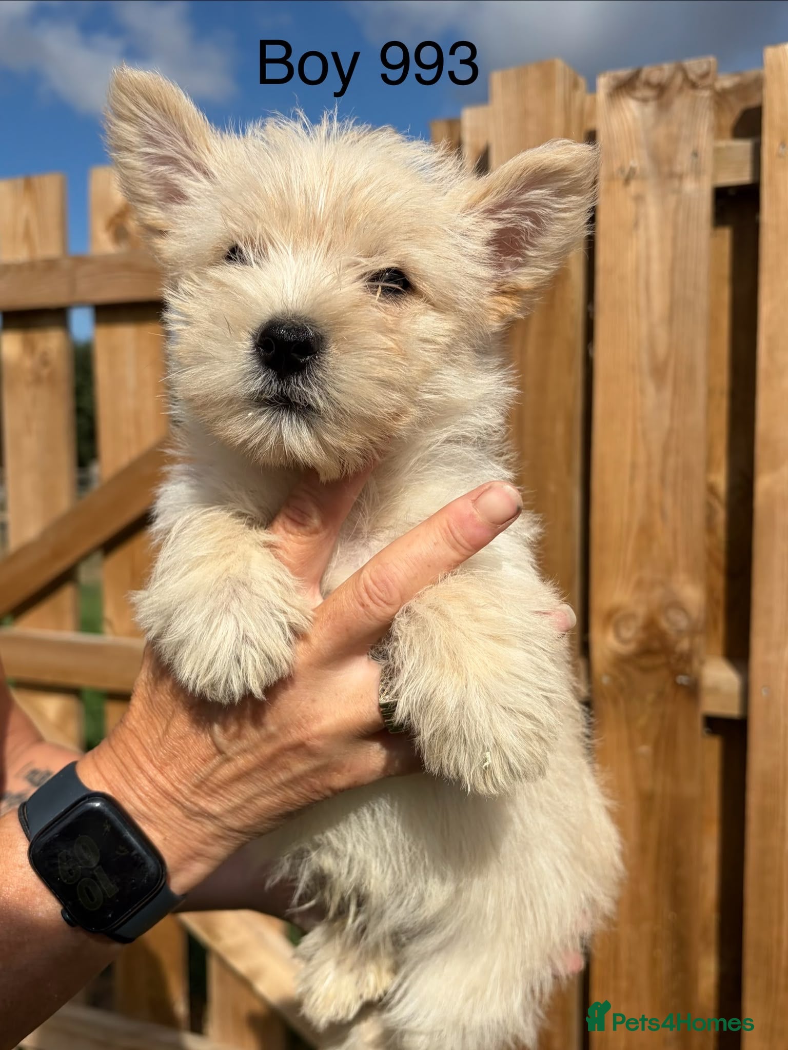 Cairn Terrier dogs ONE LEFT!! beautiful health tested cairn terriers - Advert 2