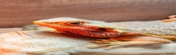 Bearded Dragon reptiles for sale: Red Translucent Bearded Dragon - Advert 1