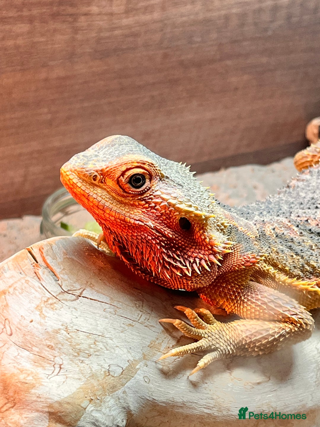 Bearded Dragon reptiles for sale: Red Translucent Bearded Dragon - Advert 1