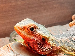 Bearded Dragon reptiles Red Translucent Bearded Dragon - Advert 2