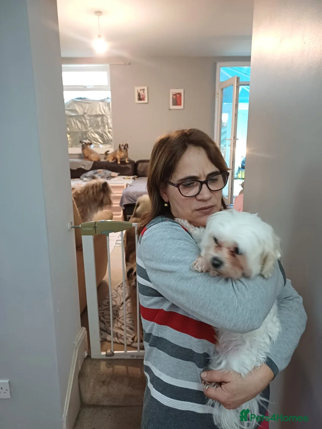 Maltese dogs for adoption: Meet Milo – a Lovely little Boy for a  Loving Home - Advert 15