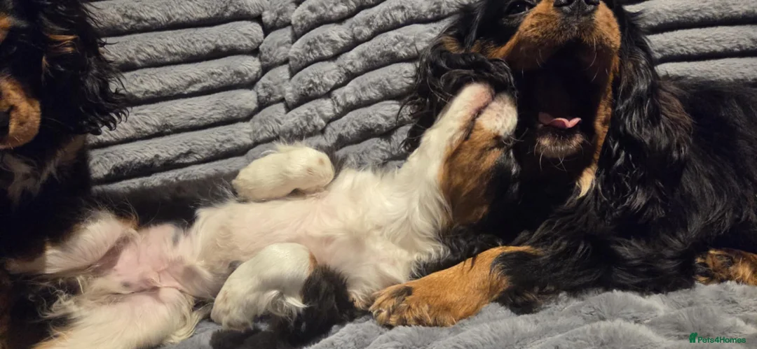 Cavalier King Charles Spaniel dogs for sale: Cavalier King Charles spaniel  - Advert 3