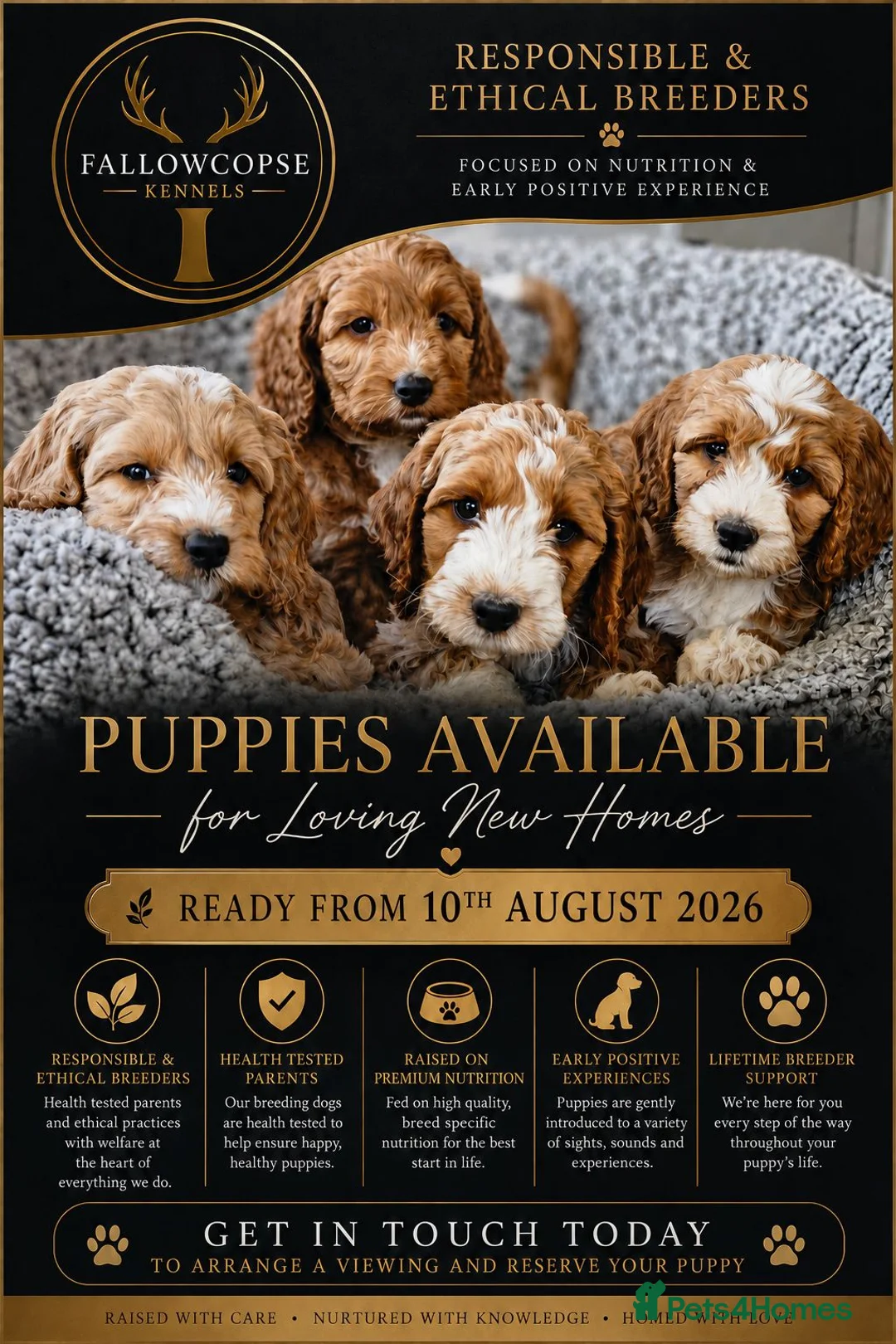 Cockapoo dogs for sale: F1 Miniature cockapoo puppies - Advert 1