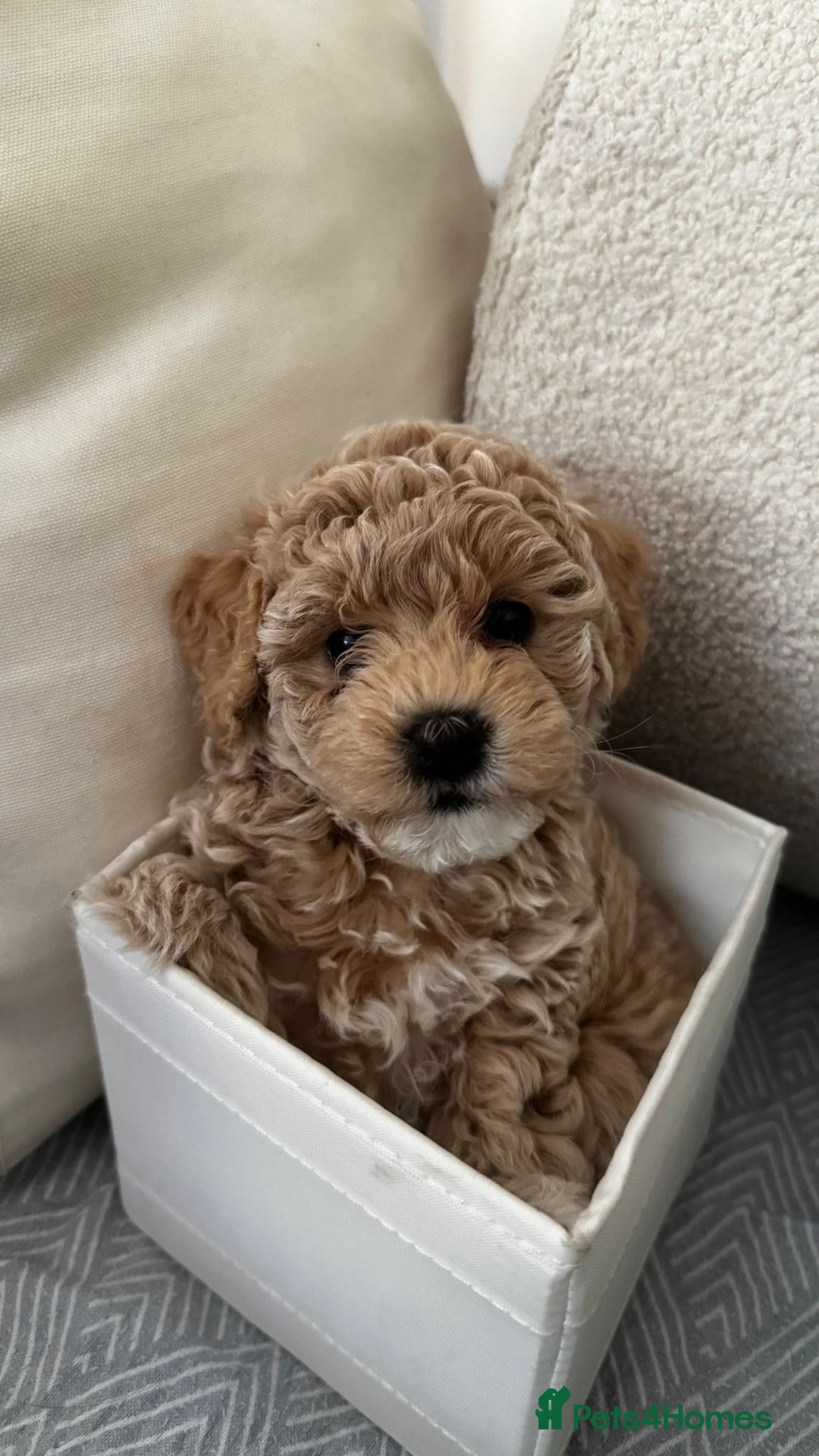 Maltipoo dogs for sale: Maltipoo puppies for sale  - Image 3