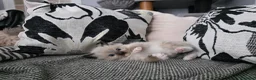 Ragdoll cats for sale: GCCF REGISTERED RAGDOLL KITTENS  - Advert 20