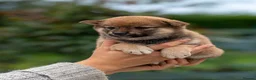 Japanese Shiba Inu dogs for sale: Exclusive Japanese Shiba Inu Puppies  🇯🇵 - Advert 9