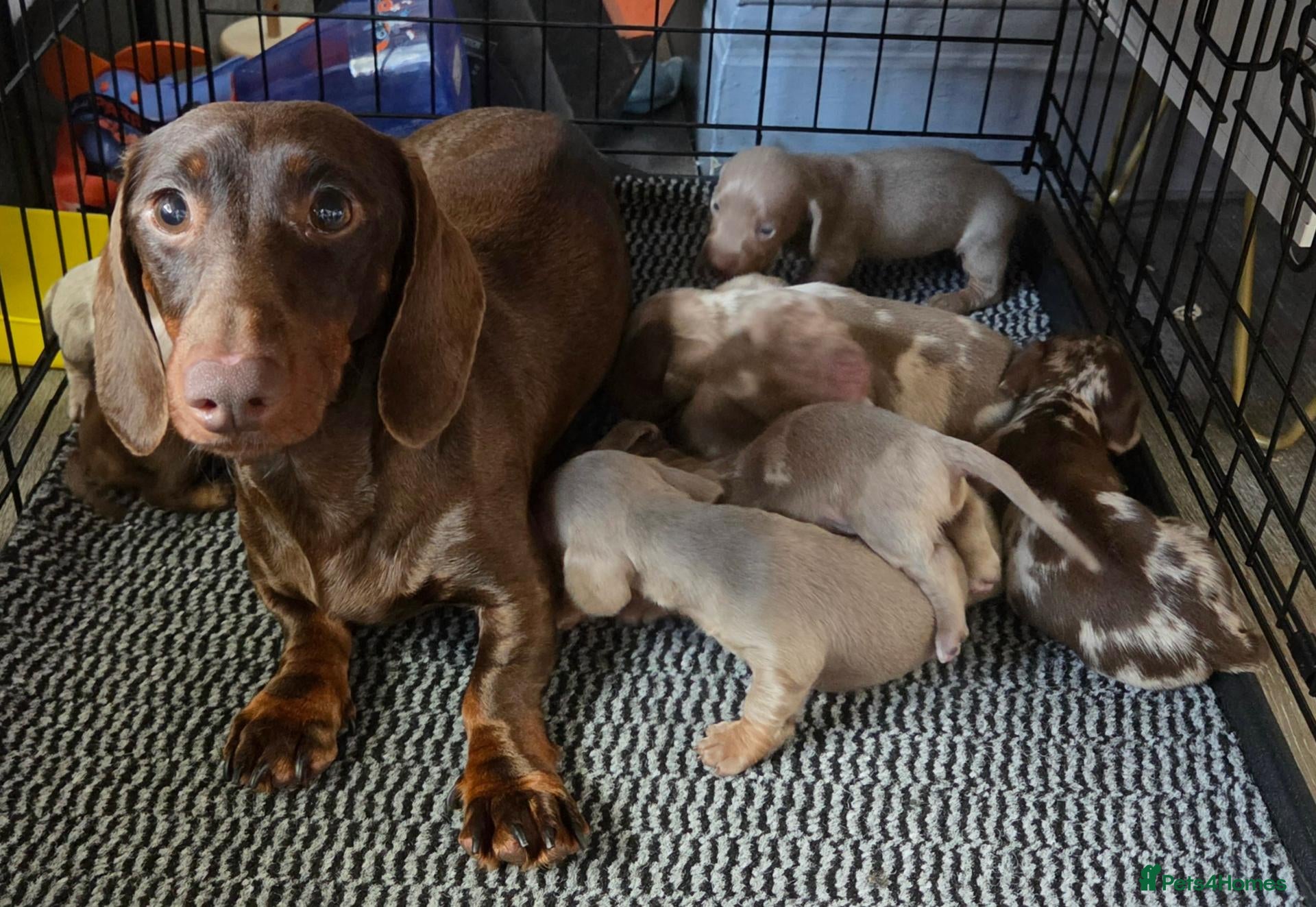 Dachshund dogs 8 Dachshund Puppies Looking for Their Forever Home - Advert 16