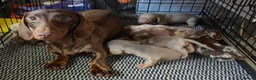 Dachshund dogs for sale: 8 Dachshund Puppies Looking for Their Forever Home - Advert 1