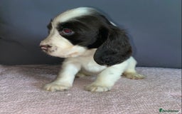 Cocker Spaniel dogs for sale: Outstanding KC Show Cockers 🐾 - Image 10