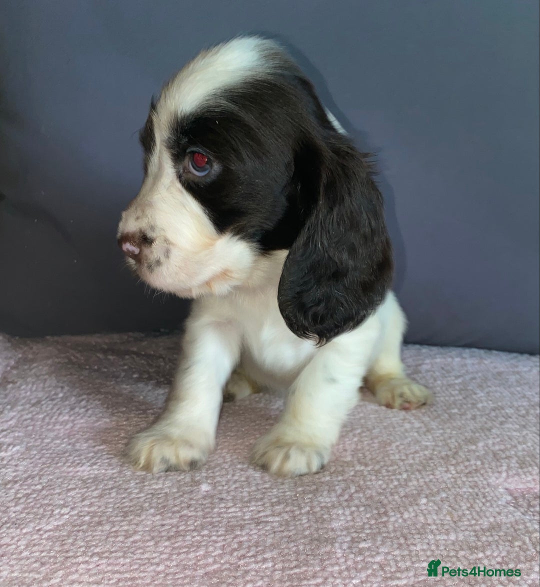 Cocker Spaniel dogs for sale: Outstanding KC Show Cockers 🐾 - Image 10