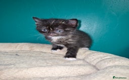 Scottish Fold cats for sale: Scottish fold kittens with straight ears - Advert 10