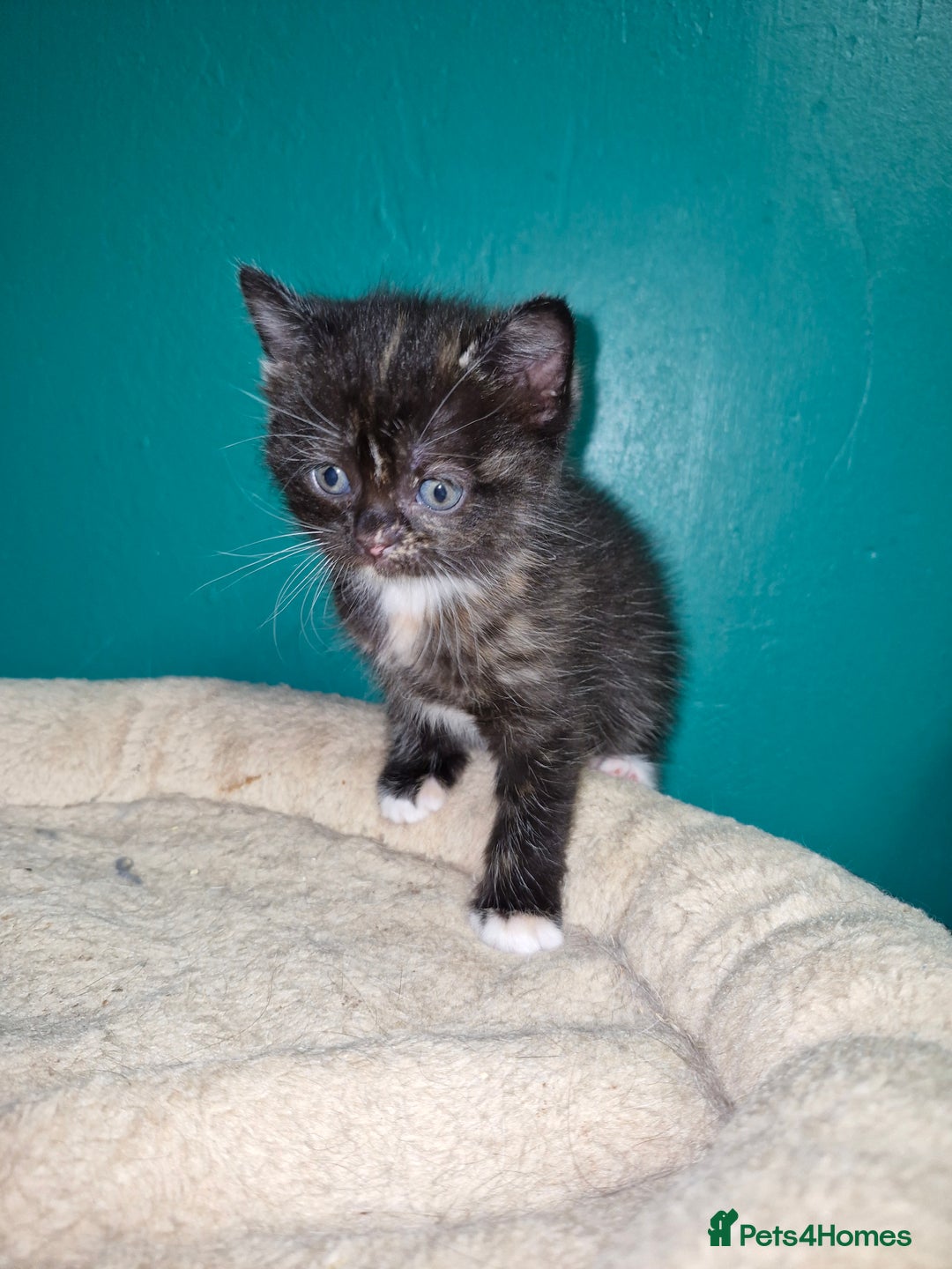 Scottish Fold cats for sale: Scottish fold kittens with straight ears - Advert 10