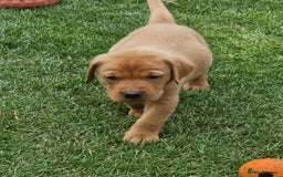 Labrador Retriever dogs for sale: Adorable 8 Puppies FOX RED Labrador, KC registered - Image 3