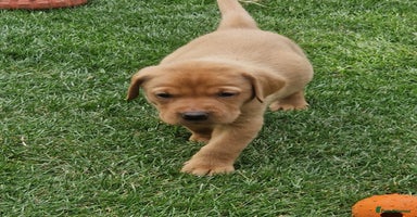 Labrador Retriever dogs - Advert 16