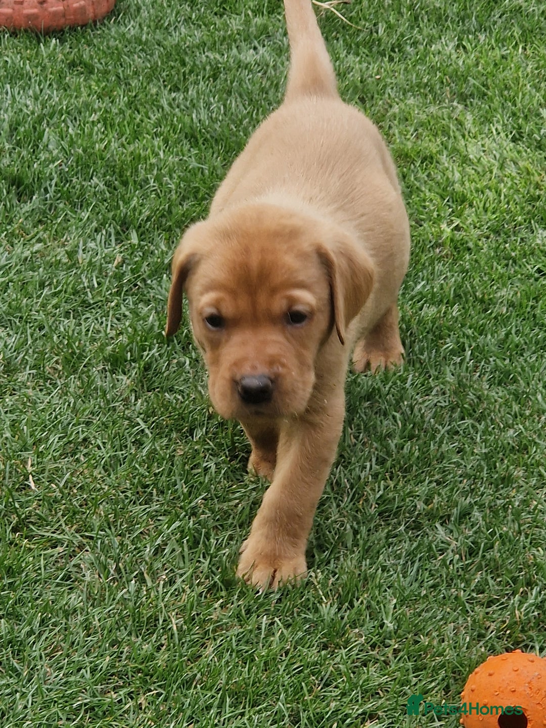 Labrador Retriever dogs for sale: Adorable 8 Puppies FOX RED Labrador, KC registered - Image 3