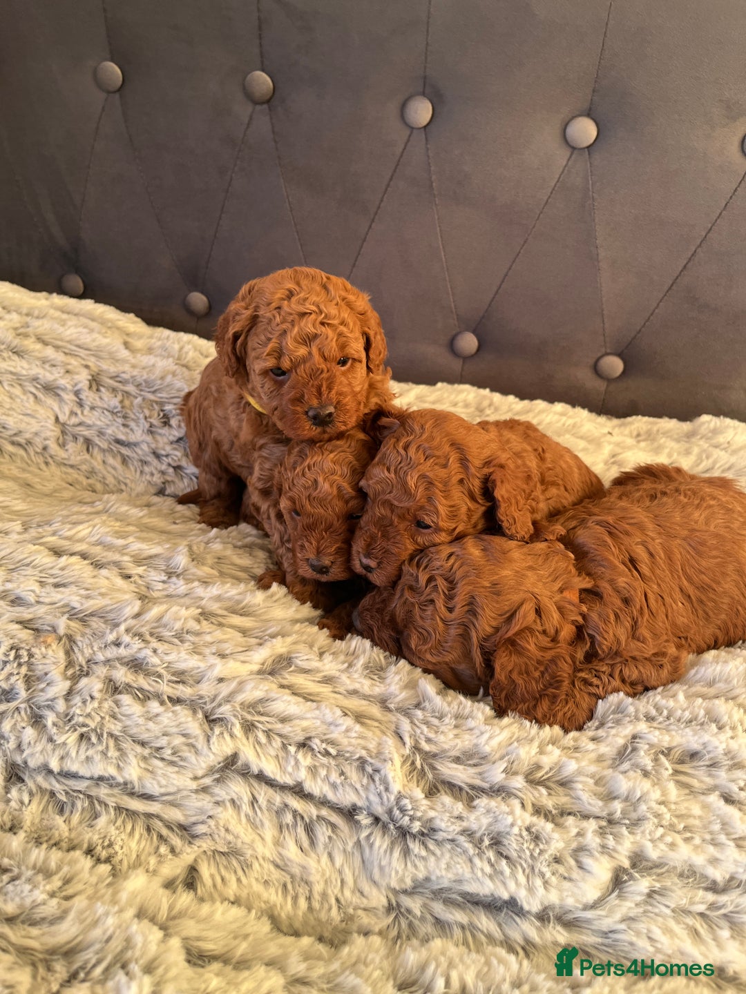 Toy Poodle dogs for sale: Toy poodle puppies - Advert 13