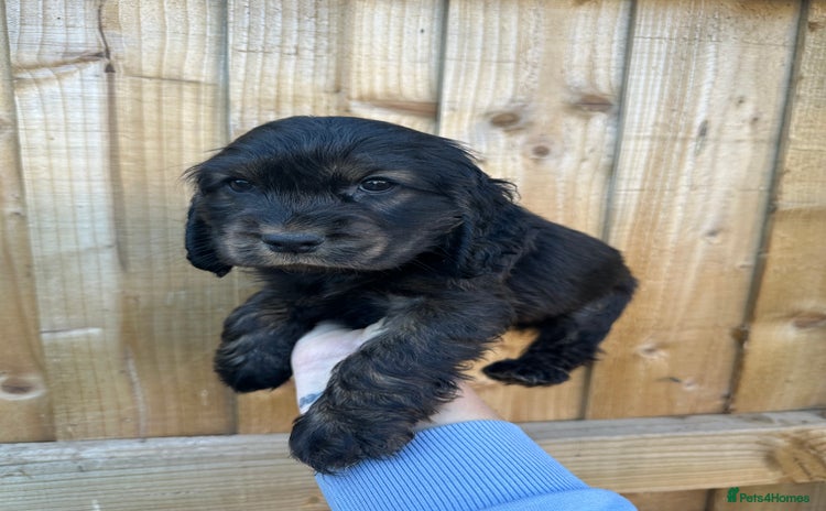 Cocker Spaniel dogs - Advert 14